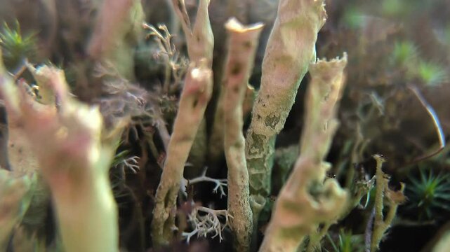 dynamic close-up of tube mosses, lichens and small plants in slow motion