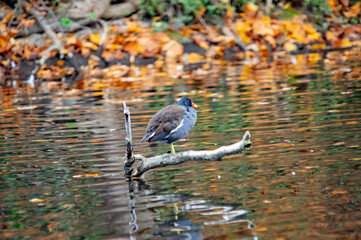 Teichhuhn ruht im Herbst auf einem toten Zweig