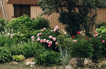 Blooming peonies, irises and hydrangeas in a flower garden.