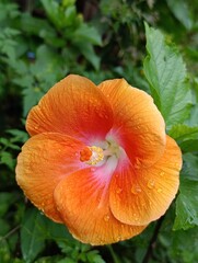 orange flower in the garden