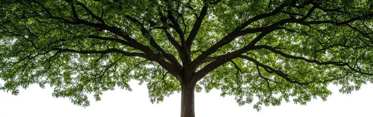 Fototapeta premium Large green tree with sprawling branches on a grassy hill, white isolated background.
