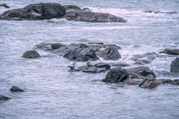 Icelandic seascape with seals. Wonderful landscape of Vestrahorn Iceland near Stokksnes