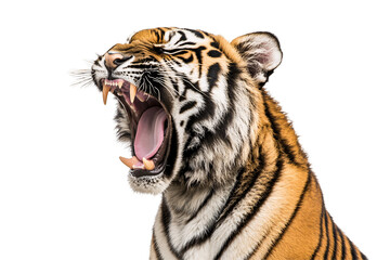 Fototapeta premium Close-up of roaring tiger with open mouth and sharp fangs, isolated on transparent background.