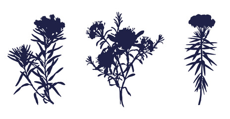 Silhouettes of Field Flowers Bagulnyk. Black contours of flowers conveying the beauty of nature in simplicity