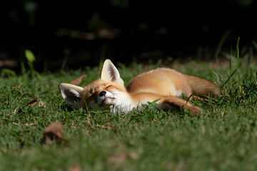 Obraz premium A playful fox kit tumbling in the grass, its fur shining in the sunlight as it explores. A fox cub enjoying a playful moment.