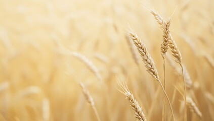 Fototapeta premium Golden Wheat Field close up, Nature Sunlight in a Wheat Field, Wheat Field Background, Generative AI