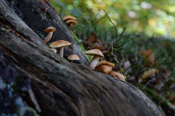 Obraz premium Flora and fauna of the enchanted forest. Unusual plants and wildlife. Edible or non-edible mushrooms. beautiful backgrounds. Mushrooms on a tree.