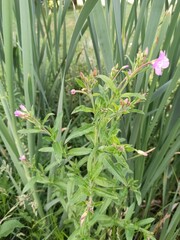 Obraz premium Great Hairy Willow herb, Épilobe à grandes fleurs, épilobe hirsute - Epilobium hirsutum - Onagracées, Onagraceae