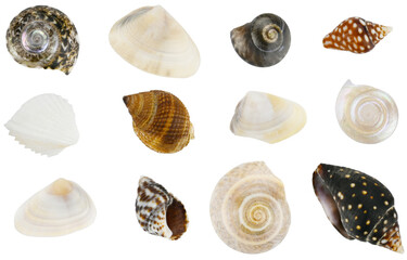 Collection of seashells isolated on a transparent background. Completely in focus. Focus stacking.