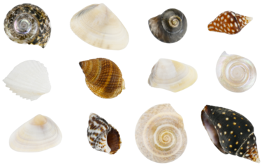 Collection of seashells isolated on a transparent background. Completely in focus. Focus stacking.