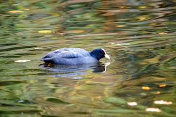 Ente auf dem Wasser