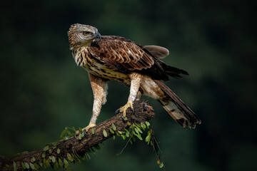 Changeable Hawk-Eagle or Nisaetus cirrhatus