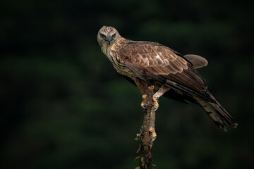 Changeable Hawk-Eagle or Nisaetus cirrhatus