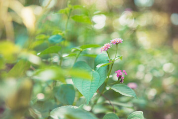 Lantana Camara flower. Natural green background