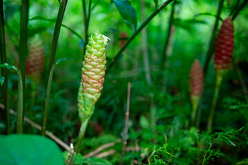 Fototapeta premium Lempuyang plants in the bushes. Zingiber zerumbet. Red flower