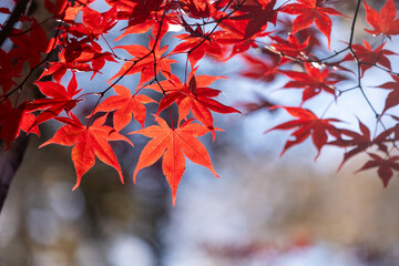 美しいカエデの紅葉のアップ2