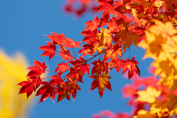 美しいカエデの紅葉のアップ3