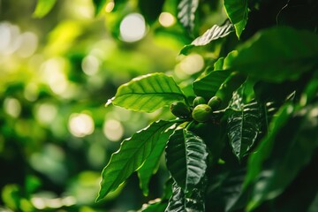 A close-up shot of a plant with vibrant green leaves
