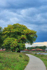 Majestic Tree by Riverside Pathway Under Dramatic Skies