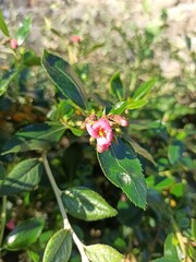 Redclaws, Red escallonia, Escallonia rouge, Siete camisas colorado, Nipa, Yang yang - Escallonia rubra - Escalloniaceae, Escalloniacées