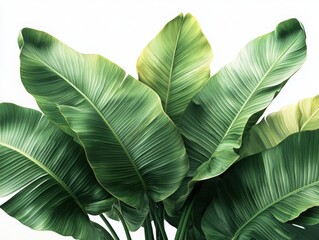 Obraz premium Explore the vibrant beauty of lush green banana leaves captured in stunning detail