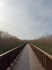 Fototapeta premium wooden bridge in tall grass field