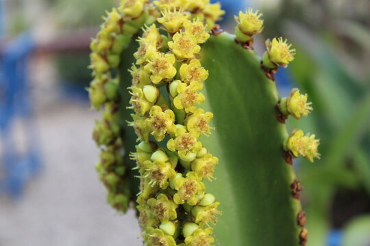 Euphorbia ingens - Euphorbe cand&eacute;labre - Cactus spurge - Euphorbiac&eacute;es, Euphorbiaceae