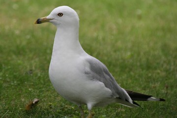 seagull on the grass