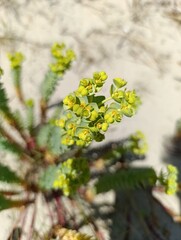 Euphorbia Paralias - Euphorbe Maritime,  Euphorbe des dunes - Sea Spurge - Euphorbiacées - Euphorbiaceae