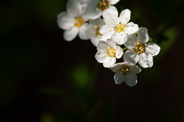 A close up of a flower inflorescence cherry blossom. High quality photoClose-up shot of beautiful cherry blossoms with white petals on a blurred green background 