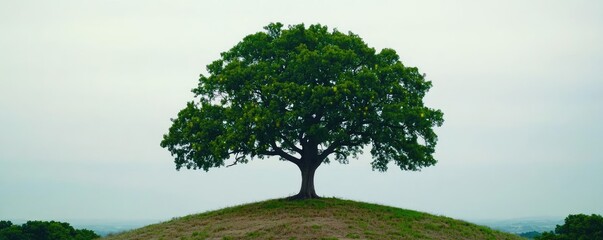 Lonely tree on a hill under a moody sky, symbol of solitude and nature's beauty.