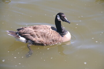 Duck on water