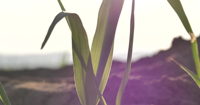 Young seedlings growing, young sugarcane seedlings at Farmland