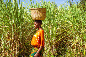 A young African woman carrying a basket on her head while walking across a sugarcane plantation 
