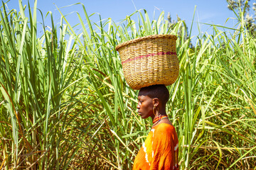 A young African woman carrying a basket on her head while walking across a sugarcane plantation 