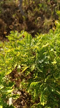 Grey leaved euryops, Euryops pectin&eacute;, Marguerite des savanes - Euryops pectinatus, Othonna pectinata - Asteraceae, Ast&eacute;rac&eacute;es