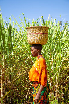 A young African woman carrying a basket on her head while walking across a sugarcane plantation 