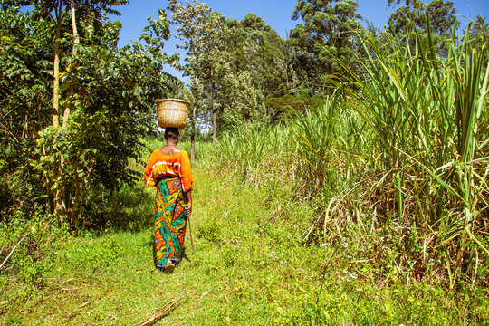 A young African woman carrying a basket on her head while walking across a sugarcane plantation 