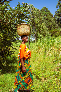 A young African woman carrying a basket on her head while walking across a sugarcane plantation 