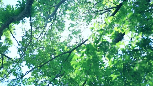 新緑と木漏れ日