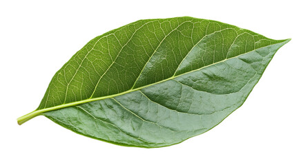 Obraz premium Monestra leaf on a transparent background. isolated background.