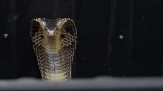 Cobra, deadly serpent living in nature