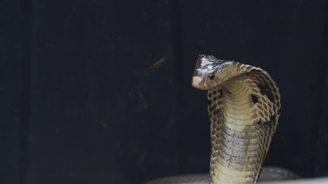 Cobra, deadly serpent living in nature