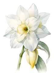 Obraz premium White Daffodil Watercolor Flower Nature Art
