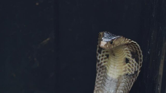 Cobra, deadly serpent living in nature