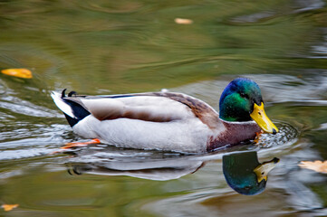 Männliche Stockente auf dem Wasser