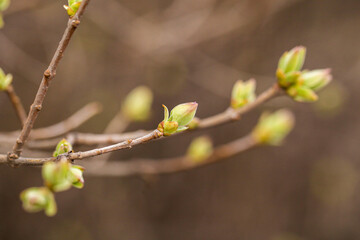 First spring green buds on branch of tree. Shallow depth of field