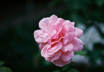 Pink rose