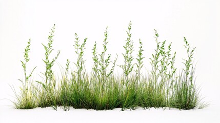 Lush Green Grass Isolated on White: A Botanical Delight of Nature's Verdant Growth, Freshness, and Tranquil Landscape