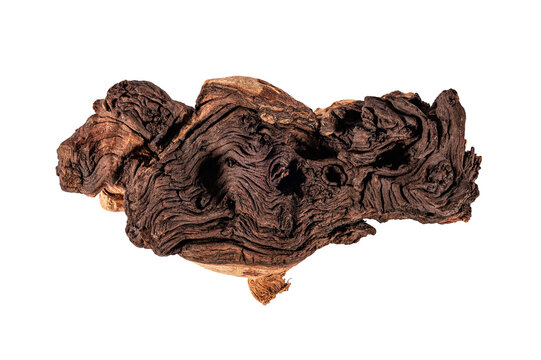 Mopane tree snag isolated on white background.